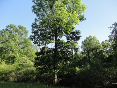 Land For Sale Hunting Land Amite County Magnolia Mississippi - image 23
