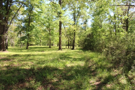 Land For Sale Hunting Land Amite County Magnolia Mississippi - image 2