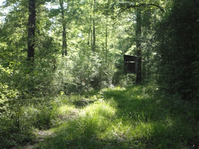 Land For Sale Hunting Land Amite County Magnolia Mississippi - image 19