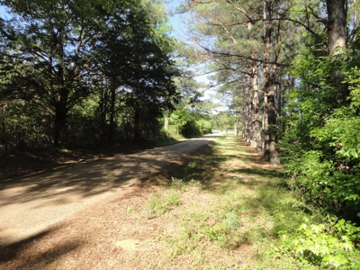 Land For Sale Hunting Land Amite County Magnolia Mississippi - image 10