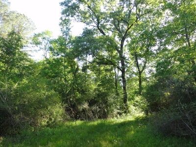 Land For Sale Hunting Land Amite County Magnolia Mississippi - image 18