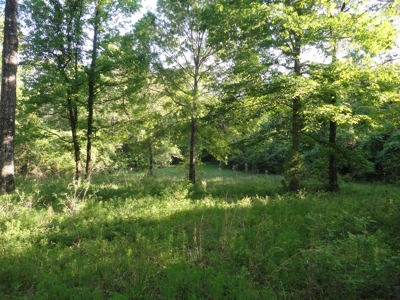 Land For Sale Hunting Land Amite County Magnolia Mississippi - image 9