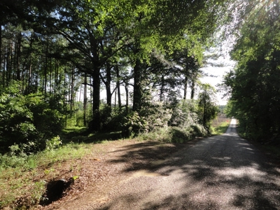 Land For Sale Hunting Land Amite County Magnolia Mississippi - image 11