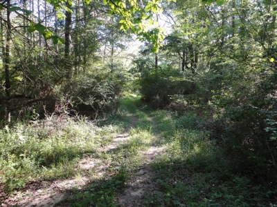 Land For Sale Hunting Land Amite County Magnolia Mississippi - image 16