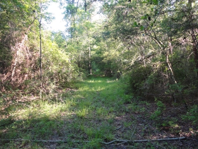 Land For Sale Hunting Land Amite County Magnolia Mississippi - image 28