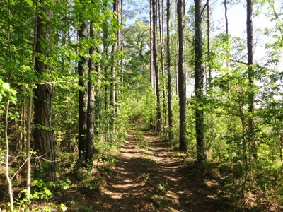 Land For Sale Hunting Land Amite County Magnolia Mississippi - image 13