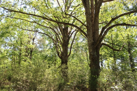 Land For Sale Hunting Land Amite County Magnolia Mississippi - image 3