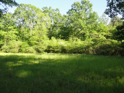 Land For Sale Hunting Land Amite County Magnolia Mississippi - image 24