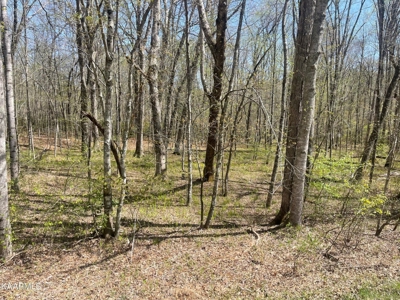 Wooded Acreage for Sale in Monterey, Tennessee - image 2