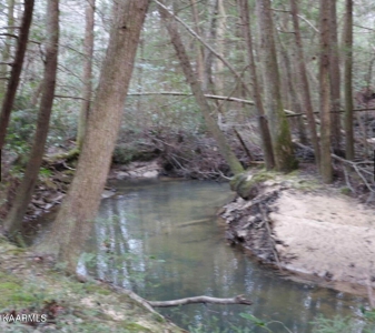 Wooded Acreage for Sale in Monterey, Tennessee - image 4