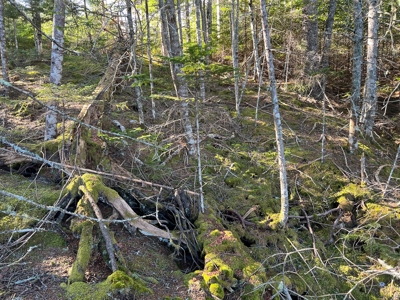 Oceanfront Acreage - image 19