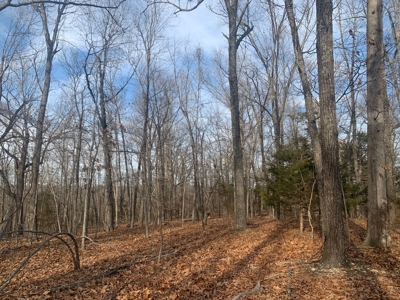 Peninsula on Bull Shoals Lake - image 1