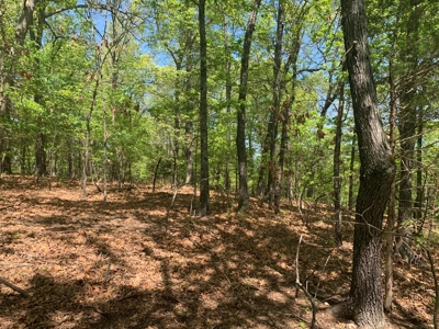 Peninsula on Bull Shoals Lake - image 9