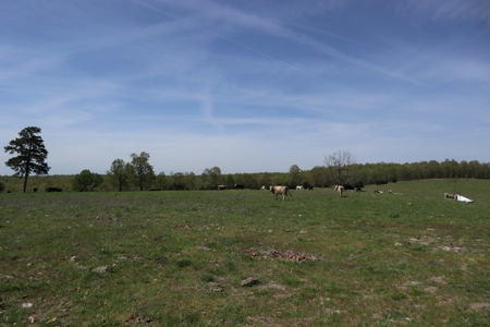 Ozarks Cattle Ranch With Lake And Cabin Near Salem Arkansas - image 24
