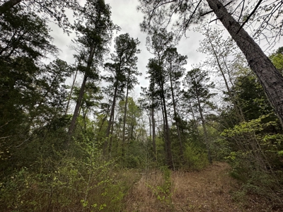 East Texas Recreational Land For Sale - image 19