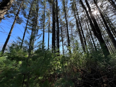 Juneau County WI Real Estate Lot Online Only Auction - image 3