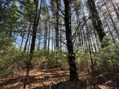 Juneau County WI Real Estate Lot Online Only Auction - image 10