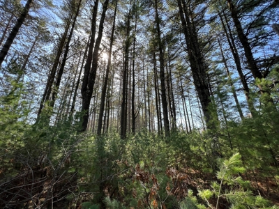 Juneau County WI Real Estate Lot Online Only Auction - image 1