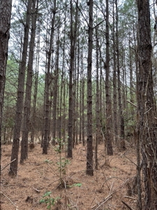 Hunting and Timberland Tract in Columbia County Arkansas - image 30