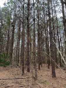 Hunting and Timberland Tract in Columbia County Arkansas - image 29