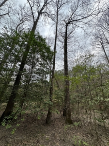 Hunting and Timberland Tract in Columbia County Arkansas - image 2