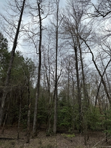 Hunting and Timberland Tract in Columbia County Arkansas - image 9