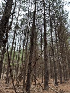 Hunting and Timberland Tract in Columbia County Arkansas - image 31