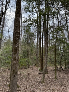 Hunting and Timberland Tract in Columbia County Arkansas - image 7