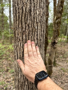 Hunting and Timberland Tract in Columbia County Arkansas - image 3