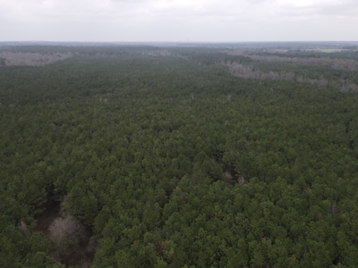 Hunting and Timberland Tract in Columbia County Arkansas - image 16