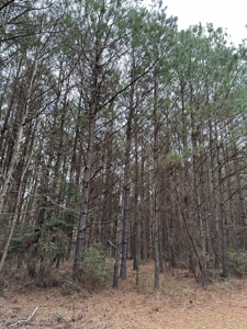 Hunting and Timberland Tract in Columbia County Arkansas - image 33