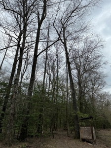 Hunting and Timberland Tract in Columbia County Arkansas - image 8