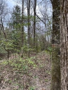 Hunting and Timberland Tract in Columbia County Arkansas - image 4