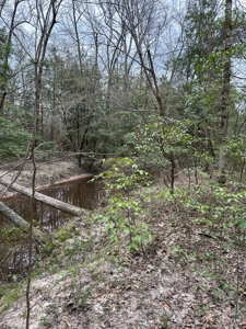 Hunting and Timberland Tract in Columbia County Arkansas - image 5