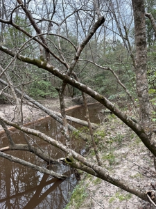 Hunting and Timberland Tract in Columbia County Arkansas - image 6