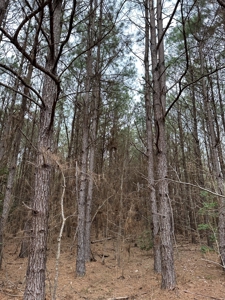 Hunting and Timberland Tract in Columbia County Arkansas - image 10