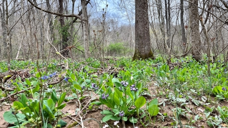Washington County Ohio Land for Sale - image 23