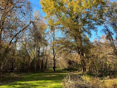 Hunting & Recreational Land for Sale on the Pearl River - image 40