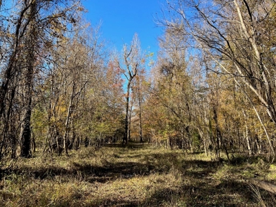 Hunting & Recreational Land for Sale on the Pearl River - image 18