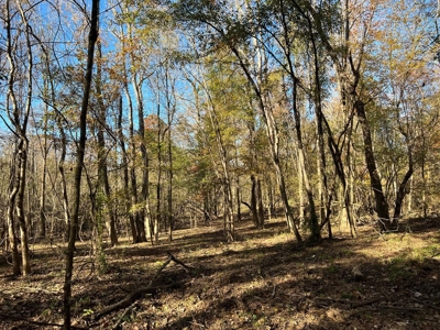 Hunting & Recreational Land for Sale on the Pearl River - image 29