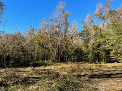 Hunting & Recreational Land for Sale on the Pearl River - image 25