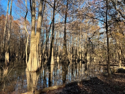 Hunting & Recreational Land for Sale on the Pearl River - image 45
