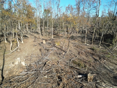 Hunting & Recreational Land for Sale on the Pearl River - image 8