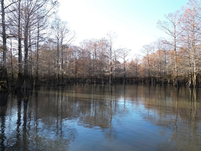 Hunting & Recreational Land for Sale on the Pearl River - image 1
