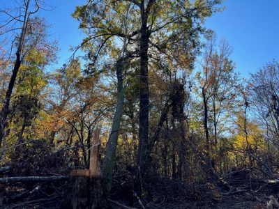Hunting & Recreational Land for Sale on the Pearl River - image 33