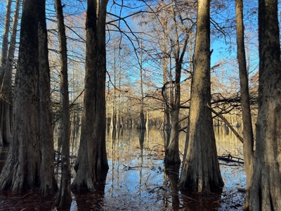 Hunting & Recreational Land for Sale on the Pearl River - image 43