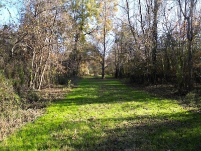 Hunting & Recreational Land for Sale on the Pearl River - image 13