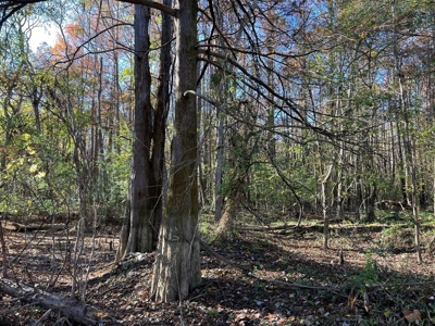 Hunting & Recreational Land for Sale on the Pearl River - image 36