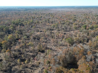 Hunting & Recreational Land for Sale on the Pearl River - image 4