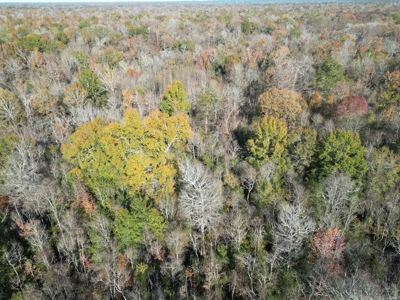 Hunting & Recreational Land for Sale on the Pearl River - image 6